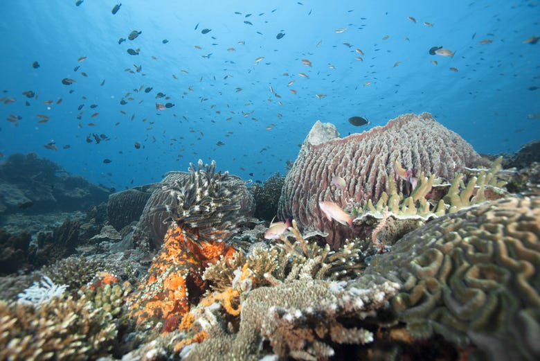 Corales en Nusa Lembongan