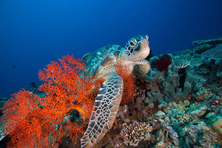 Corales en las Islas Gili