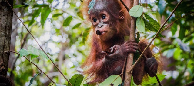Crucero privado por Borneo en español con avistamiento de orangutanes 