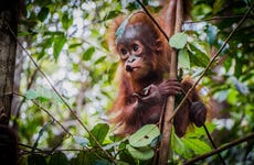 Croisière privée de luxe à Borneo avec observation d'orangs-outans