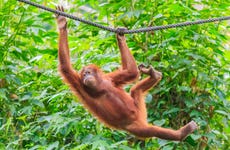 Croisière privée à Bornéo et observation d'orangs-outans