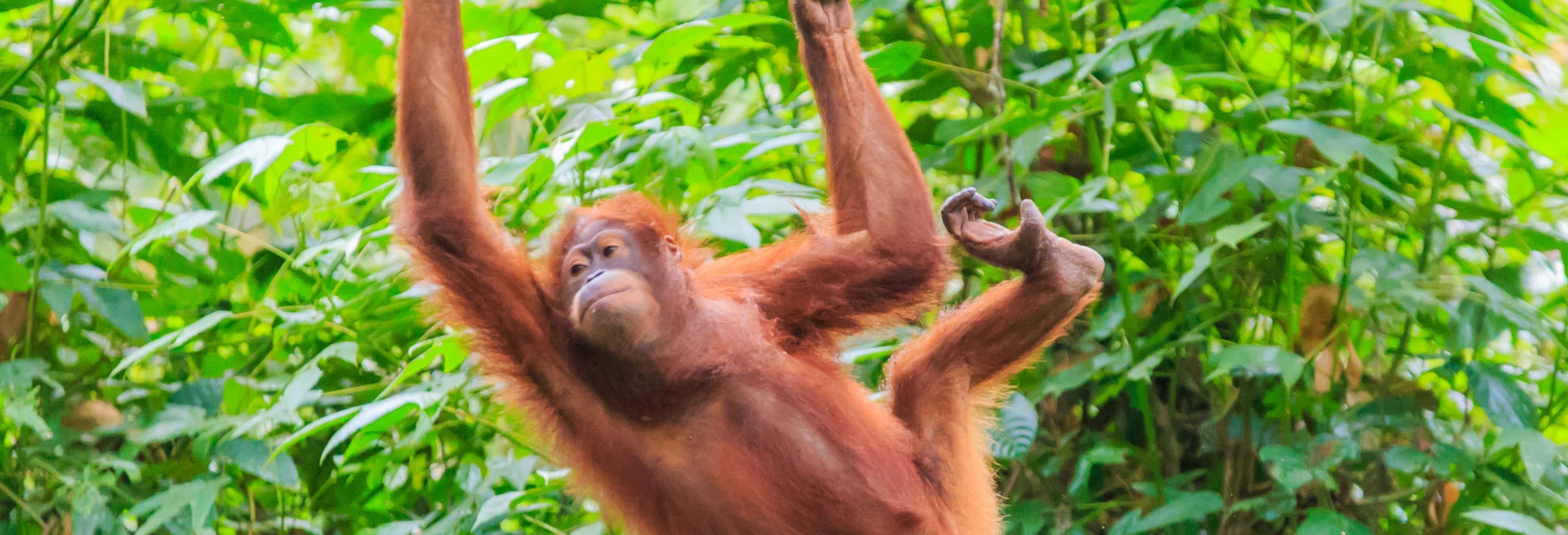 Crucero privado por Borneo con avistamiento de orangutanes