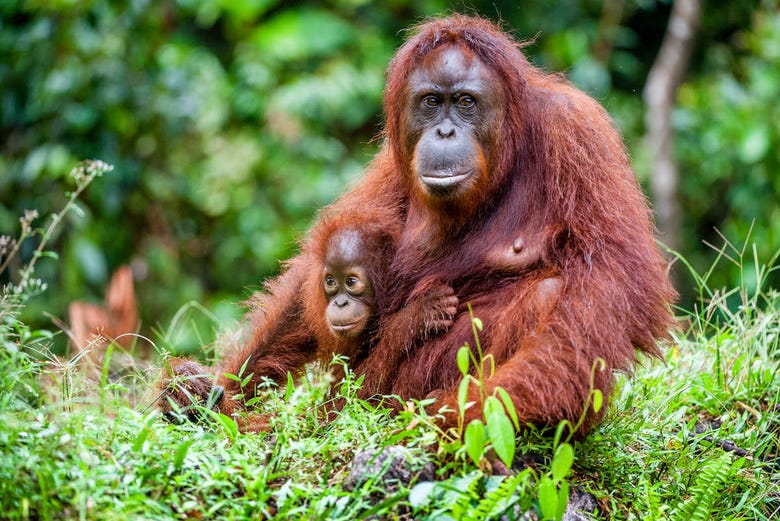 Una famiglia di oranghi