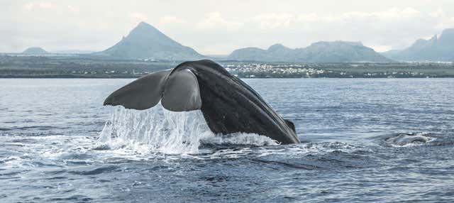 Avvistamento di balene a Black River