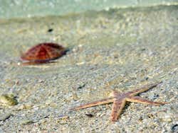 Étoile de mer à l'île aux Cerfs
