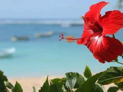 L'hibiscus, une des fleurs typiques de la région