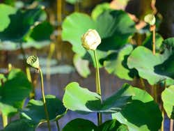 Jardin Botanique de Pamplemousses, lotus