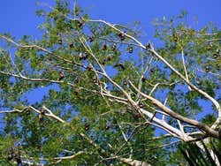 Pteropodidae