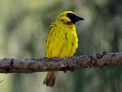 Magnifique oiseau typique de Maurice