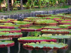 Jardin Botanique de Pamplemousses