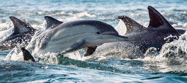 Nager avec des dauphins à Rivière Noire