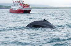 Avistamiento de ballenas en Akureyri