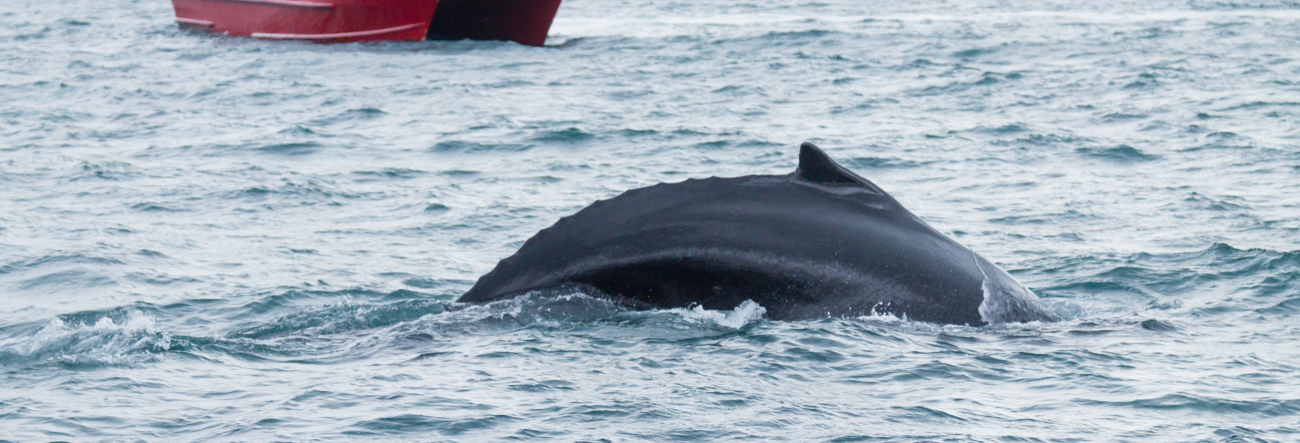 Avistamento de baleias em Akureyri