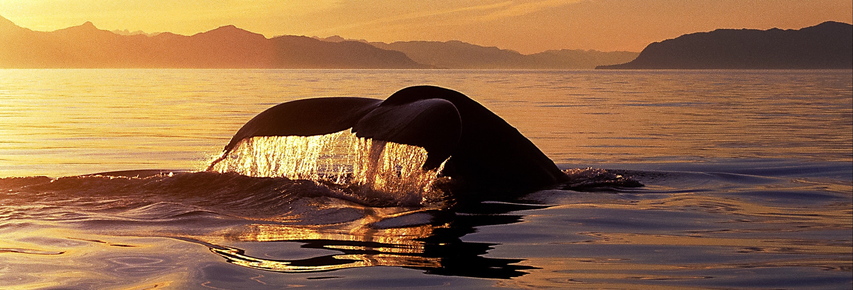 Avistamiento de ballenas y delfines bajo el sol de medianoche