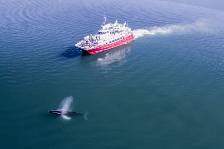 Vista del barco durante el avistamiento de ballenas