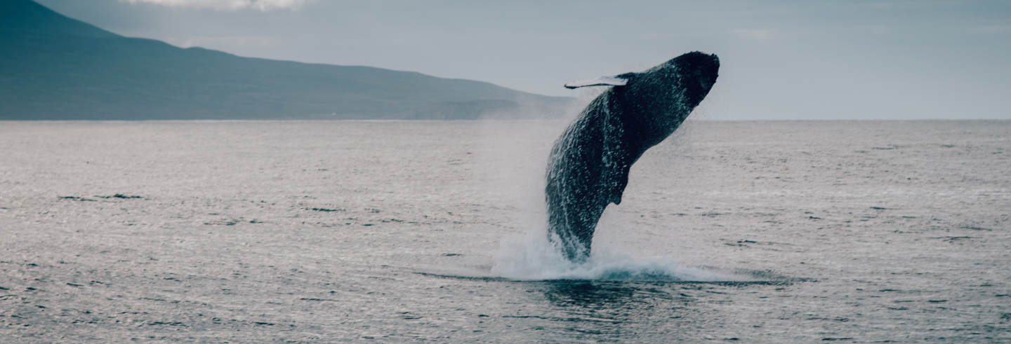Avistamiento de ballenas en Hauganes