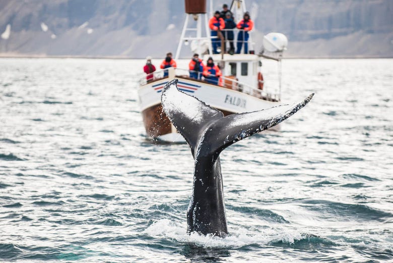 Avistamento de baleias en Hauganes