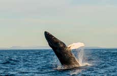 Observation de baleines dans un bateau écologique