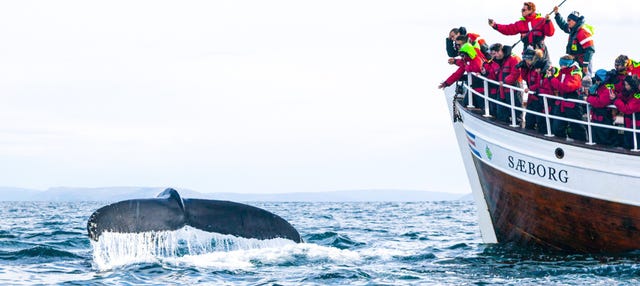 Avvistamento di balene e fratercule
