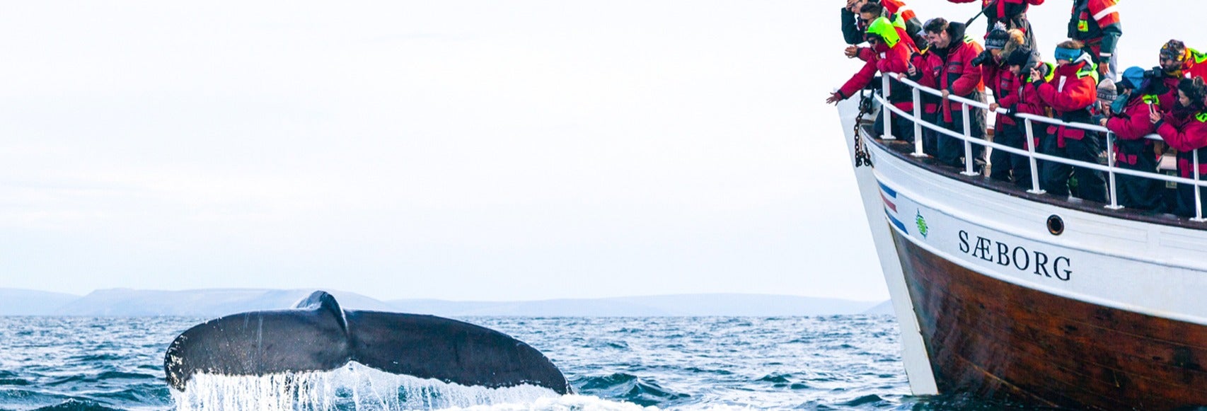 Observation des baleines et des macareux moines