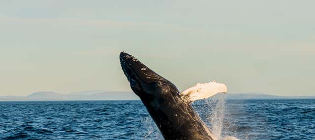 Whale Watching by Sailboat