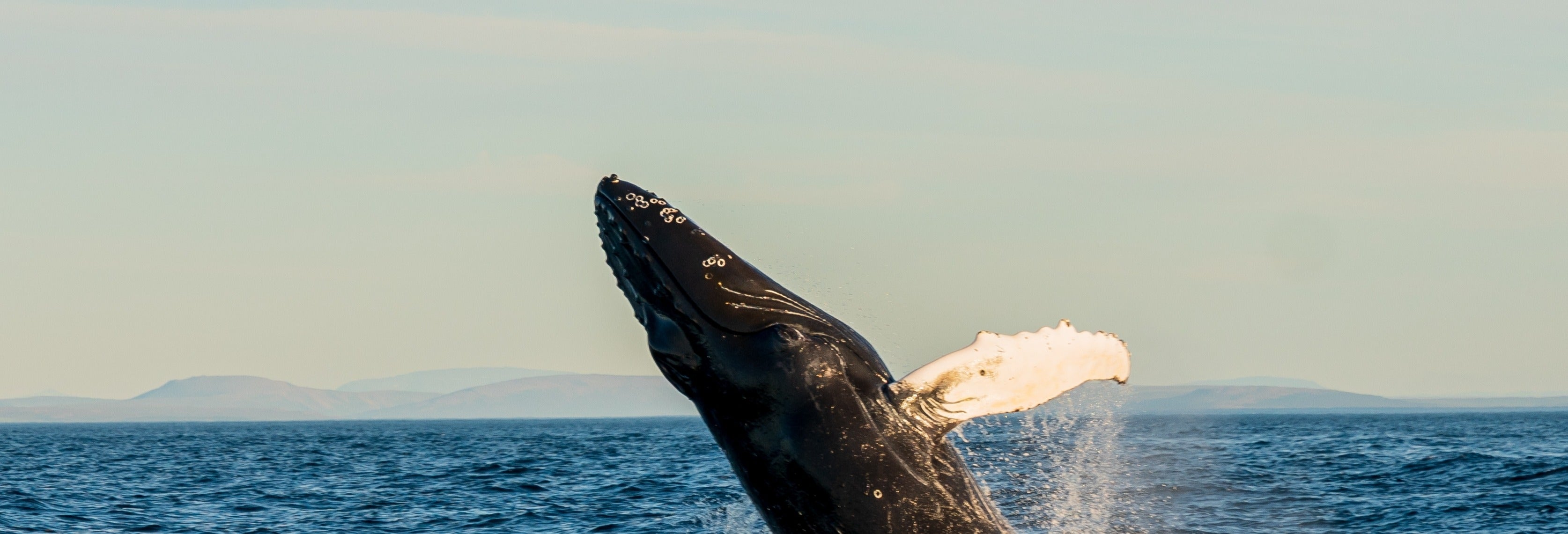 Avistamento de baleias de escuna