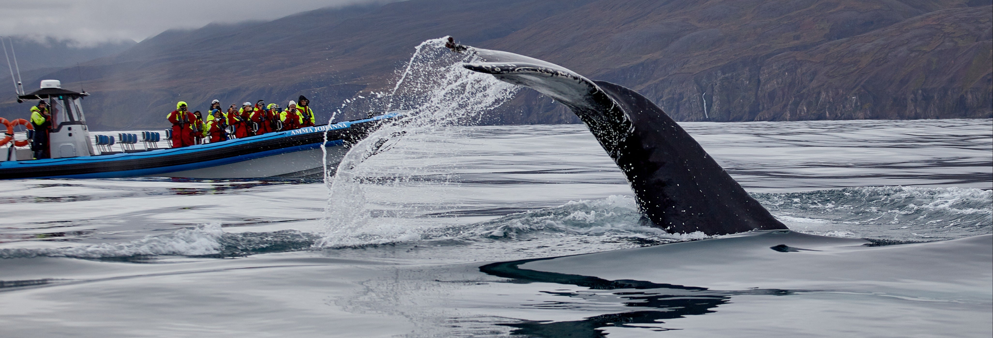 Observation des baleines en bateau à moteur