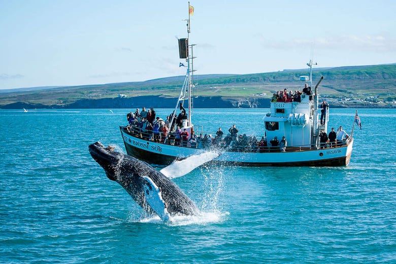 Baleine sortant de l'eau face au bateau