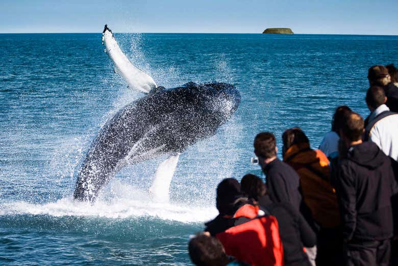 Avistamiento De Ballenas En Barco Ecologico En Husavik