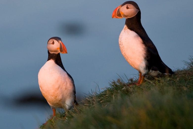 Puffins on Puffin Island