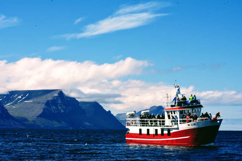Giro in barca della baia di Ísafjörður