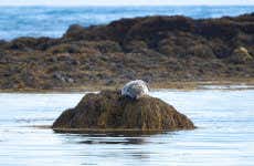 Balade en bateau dans la baie d'Ísafjördur