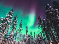 Aurora borealis above the forests of Iceland