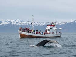Whale watching in Husavik