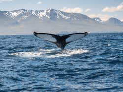Spotting whales in Iceland