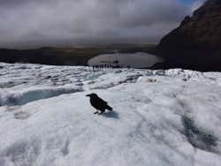 Corvo nel ghiacciaio di Vatnajökull
