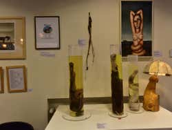 La collezione del Museo fallologico
