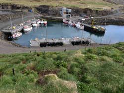 Frailecillo en Borgafjordur Eystri
