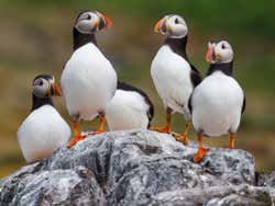 Frailecillos en Islandia