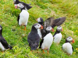 Frailecillos en Vestmannaeyjar