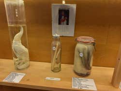 Pénis dans du formol du Musée Phallologique