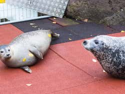 Seals at Reykjavik Zoo
