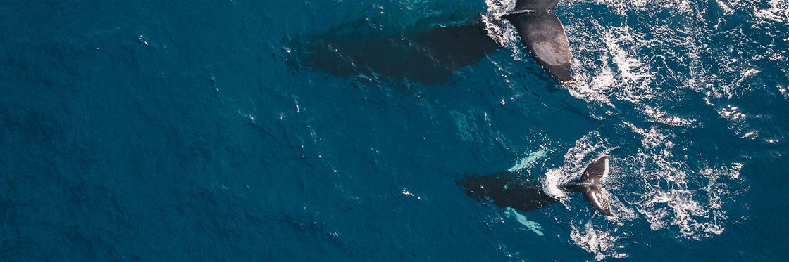 Avistamiento de ballenas en Islandia