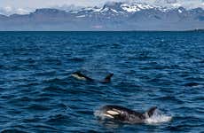Observation des baleines à Ólafsvík