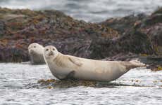 Avistamiento de focas en Raudasandur