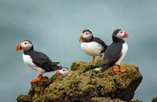 Avistamento de papagaios-do-mar em Látrabjarg