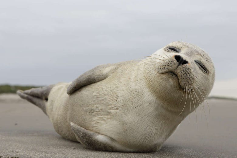 Um exemplar de foca