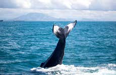 Avistamiento de ballenas en lancha rápida