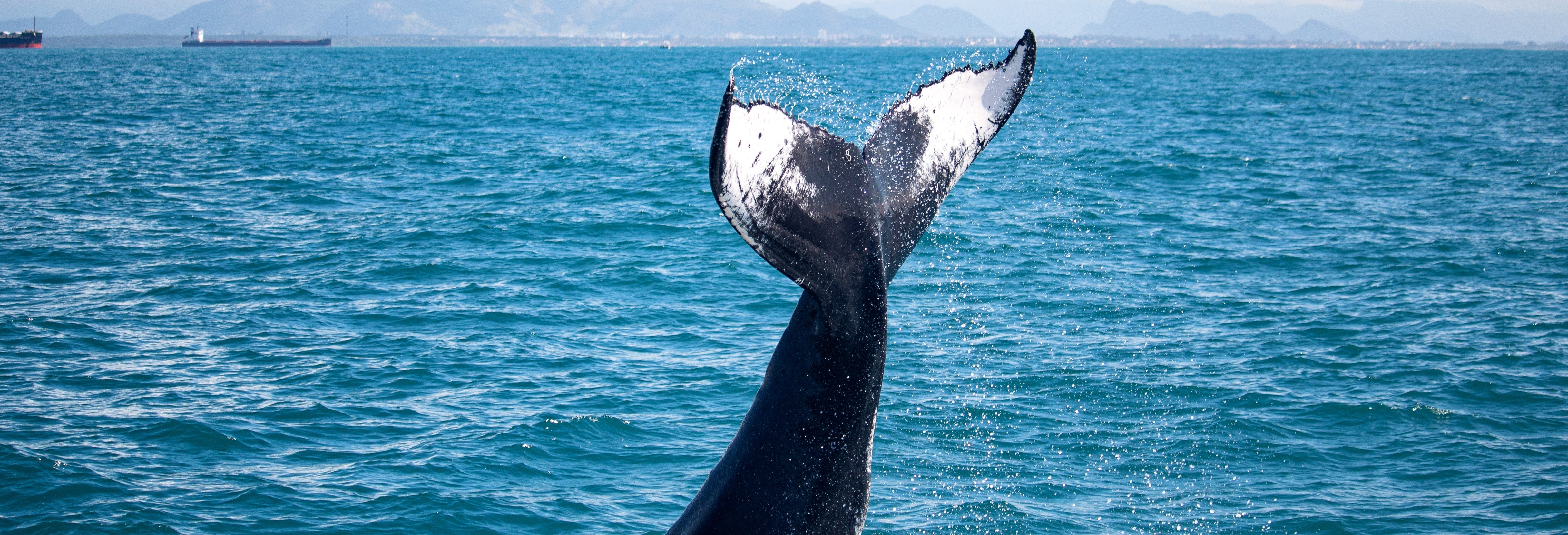 Avistamento de baleias de lancha rápida