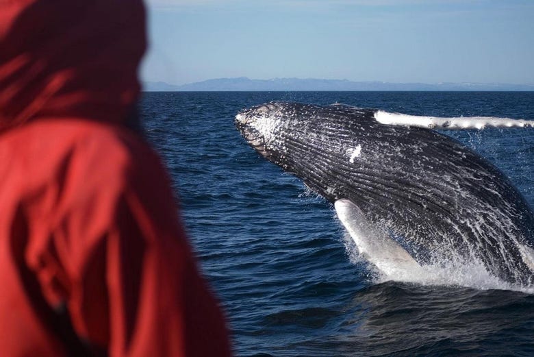 Avistando ballenas en la costa de Islandia